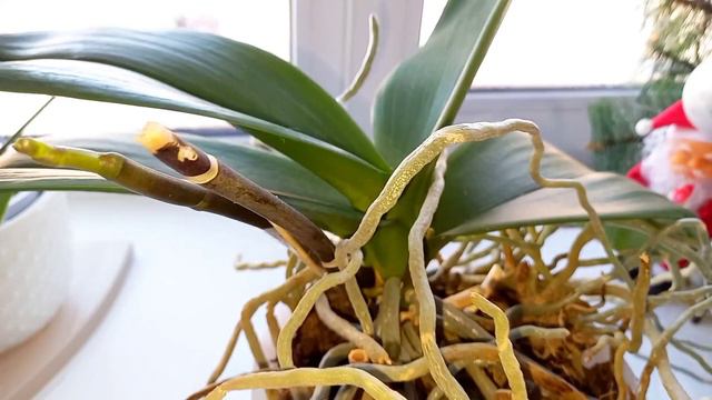 Они умнее... После этого появились 3 цветоноса😳 у ОРХИДЕИ смотреть онлайн