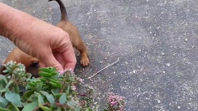 кроличья и карликовая такса гуляют в джунглях. Mini dogi смотреть онлайн