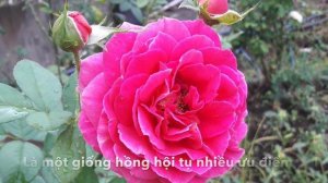 Hoa hồng ngoại kiêu sa Heathcliff rose