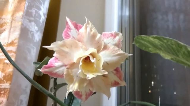 Как цветет адениум смотреть онлайн