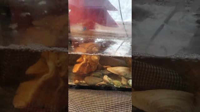 Как содержать аксилотля? Что для него нужно и чем питаеться? смотреть онлайн