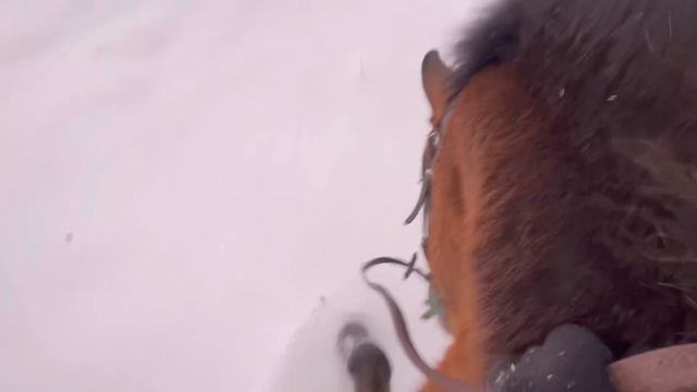 Упала с ЛОШАДИ и получила СОТРЯСЕНИЕ 🐴🤕 |KONOVLOG | коновлог смотреть онлайн