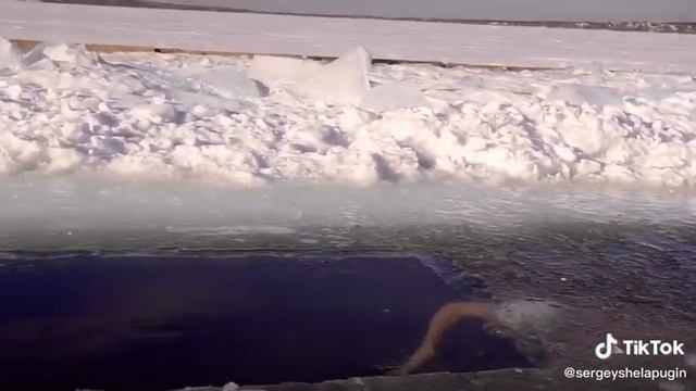 ЦарЬ МоржЪ из Царского Сѣла.. смотреть онлайн