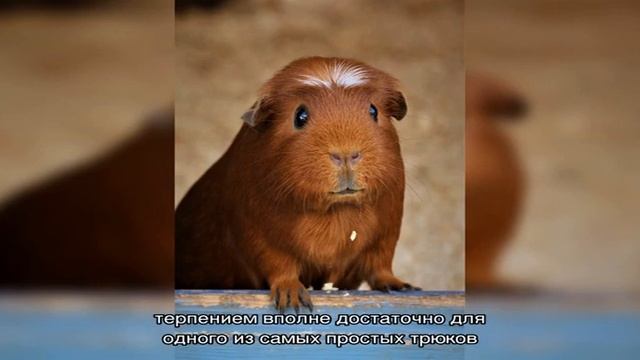 Как дрессировать и приручать морскую свинку смотреть онлайн