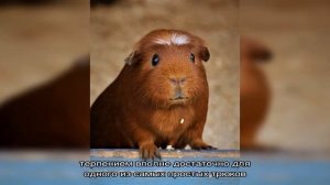 Как дрессировать и приручать морскую свинку