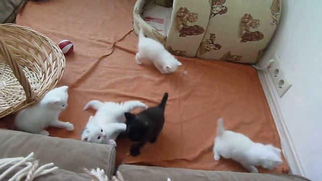 P1120472 смотреть онлайн