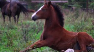 Адыгейская песня. Проект "Антология детских песен народов России"