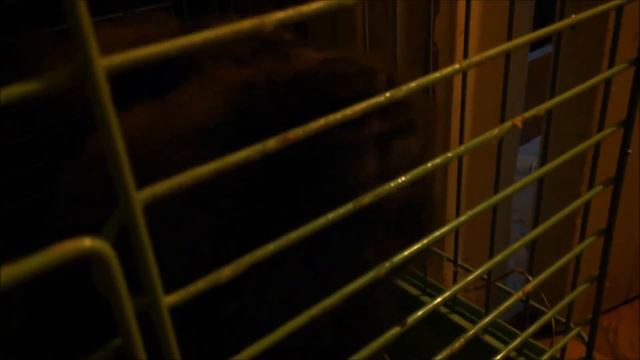 Кролик Вася смотреть онлайн