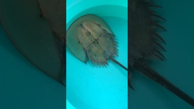 Limulus Polyphemus #shorts смотреть онлайн