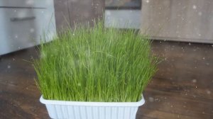 Как вырастить Траву Для Кота В Домашних Условиях