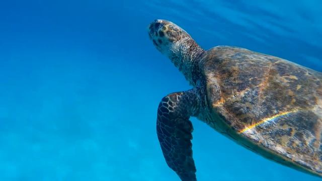 Черепаха бисса у понтона отеля Tropitel Sahl Hasheesh. Красное море, Египет смотреть онлайн