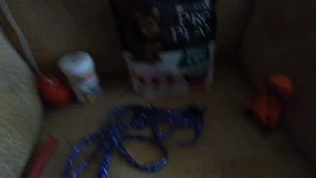 Что нужно для щенка Йорка?!