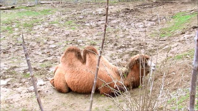 Муфлон, верблюд, гривистый баран в Ростовском зоопарке. 10.04.21 г. смотреть онлайн