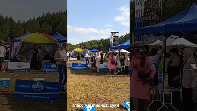 Русская цветная болонка , Гран При Золотого Кольца, Владимир, 01.07.2023 смотреть онлайн