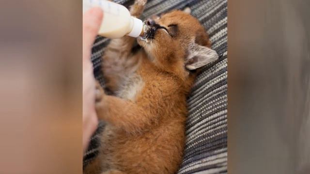 This Strange Wild Cat Is Called A Caracal And It Might Just Be The Cutest Animal In The World. 😃 смотреть онлайн
