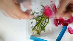 Как засушить цветы красиво?Тюльпаны плоская сушка в книге.