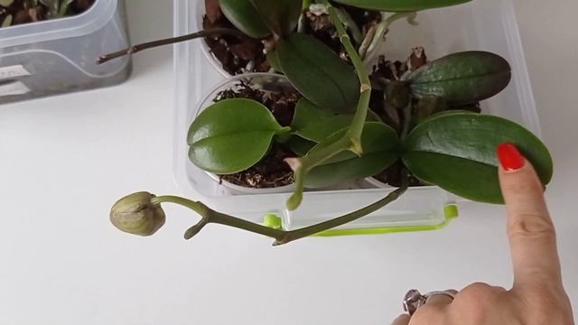 Орхидеи из семян - зацветут!?? смотреть онлайн