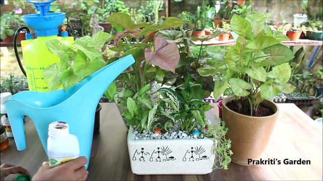 Indoor plant Syngonium care | सिंगोनियम के बारे में पूरी जानकारी | Arrowhead Plant смотреть онлайн