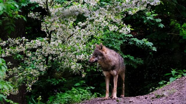Живой звук волков. Как рычит волк. смотреть онлайн