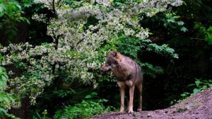 Живой звук волков. Как рычит волк.