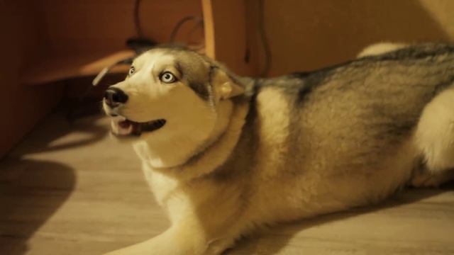Хаски провинилась \ Guilty Husky