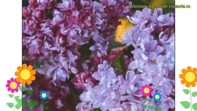 Сирень обыкновенная Колхозница. Краткий обзор, описание характеристик syringa vulgaris Kolchoznica смотреть онлайн