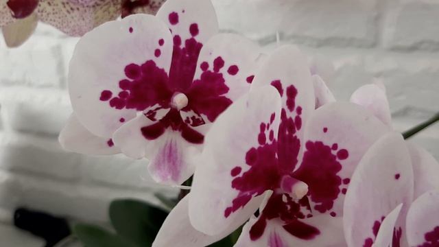 Орхидеи цвета розового зефира, март 2022г. Хороши, так хороши!