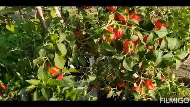 Жгучий перец кустовой. помидоры лианы,очень урожайный и сладкий. смотреть онлайн