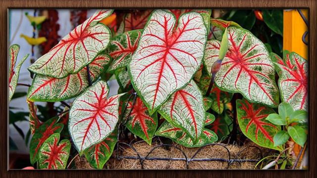CALÁDIOS OU TINHORÃO PLANTAS PARA LUGARES INTERNOS E SOMBREADOS !! смотреть онлайн