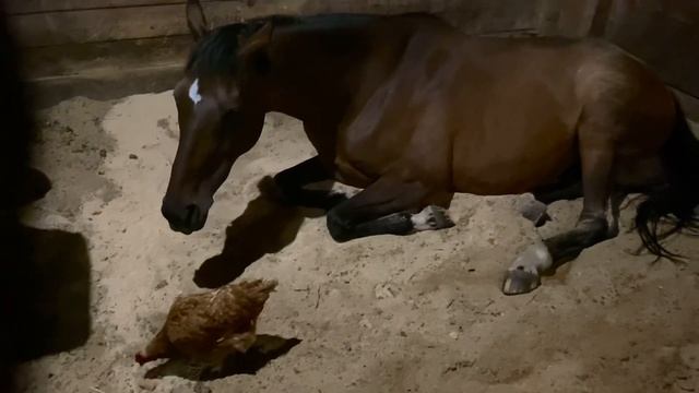 Лошадка «Violet» и курочка делают все вместе! ? Просто любовь и радость на душе ♥️ смотреть онлайн