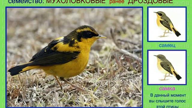 Синехвостка. Голоса птиц смотреть онлайн