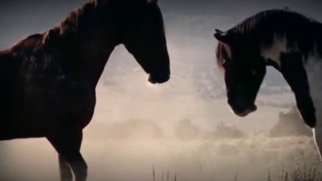 Кони мои, кони.mp4 смотреть онлайн