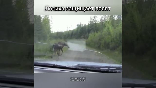 Лосиха защищает лосят смотреть онлайн