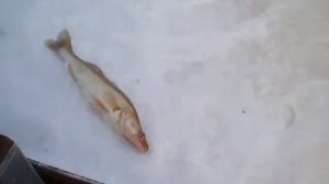 Рыбалка в Ижовке...р.Кама.