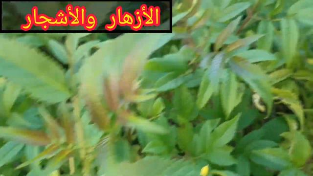 لم اكن اعلم أن كل هذه الفوائد الربانية مجموعة في شجرة تيكومة واقفة/ Tecoma stans смотреть онлайн