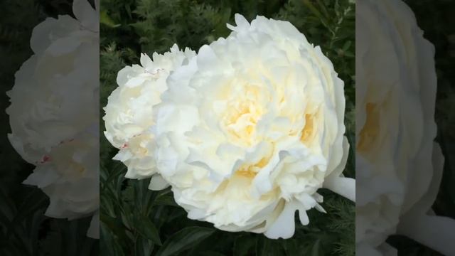 Пион Мари Лемуан (Paeonia Marie Lemoine). смотреть онлайн