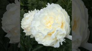 Пион Мари Лемуан (Paeonia Marie Lemoine).