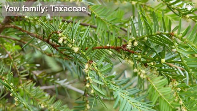 Torreya Californica (California-nutmeg)