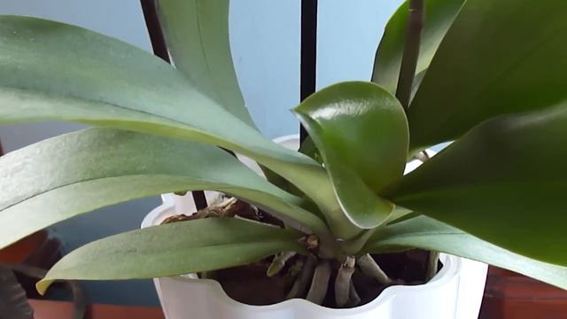 Многодетная мама чувствует себя отлично! Растит листики и корни. смотреть онлайн