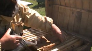 ГЛАВНОЕ ПРЕИМУЩЕСТВО 16- РАМОЧНОГО УЛЬЯ.