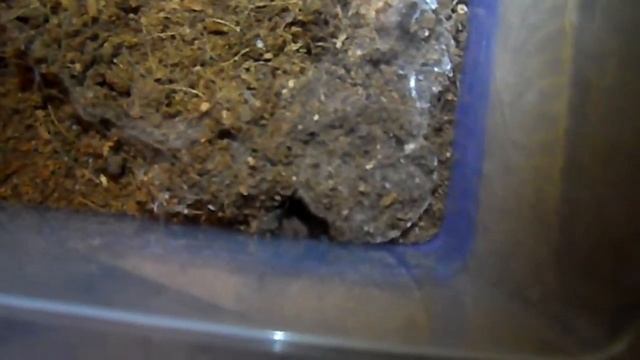 Thrixopelma Ockerti vs Roach (Blattella Germanica) смотреть онлайн