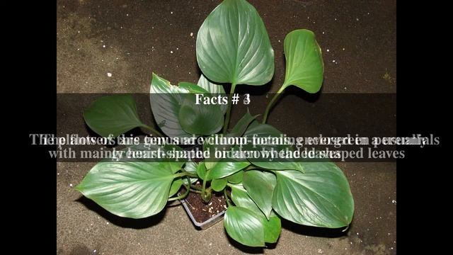 Homalomena Top # 6 Facts