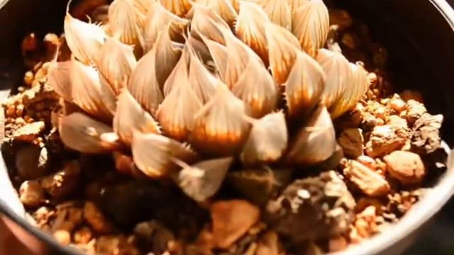 Haworthia cooperi var. Leightonii | Las Plantas de RA смотреть онлайн