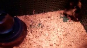 Вылупляются гусята. Кормление гусят в первые дни жизни.