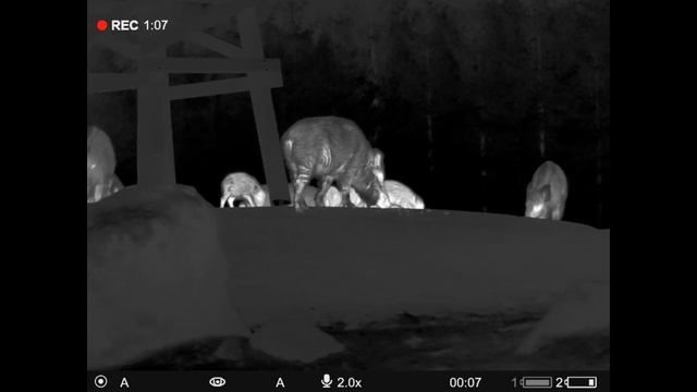 Using the Pulsar Thermion 2 LRF Pro XP50 - Boar, Deer, Moufflon, Piglets смотреть онлайн