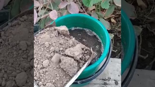 Что нужно сделать после покупки саженцев 👍 смотреть онлайн