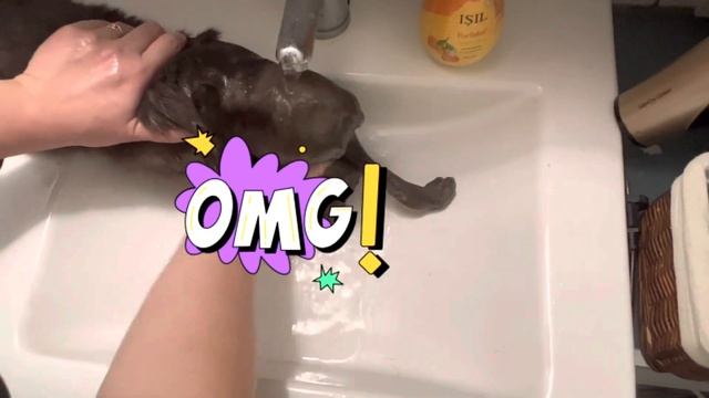 Уход за кошкой без хвоста смотреть онлайн