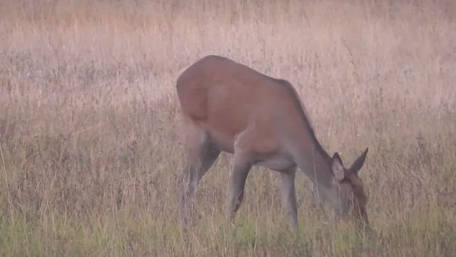Оленихи благородного оленя вышли на лесной луг смотреть онлайн