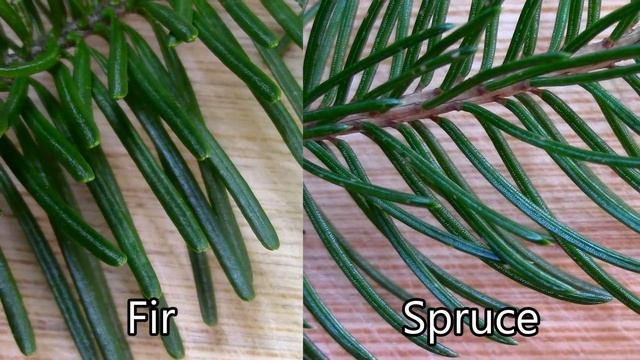 Wild Food Foraging- Pine / Spruce / Cedar / Fir- Evergreen Teas смотреть онлайн