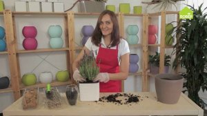 Как пересадить ЛАВАНДУ / Уход за лавандой / Ароматные травы на подоконнике